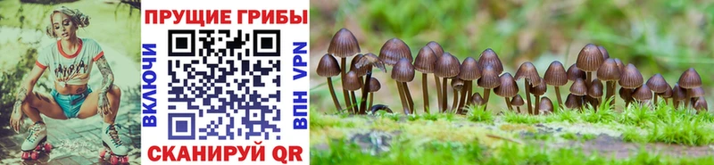 Галлюциногенные грибы мицелий  наркота  Ковдор 